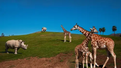 Le Zoo de San Diego Bébés miracles