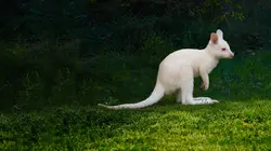 Le Zoo de San Diego Bébés miracles