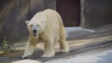 Le retour des lionceaux