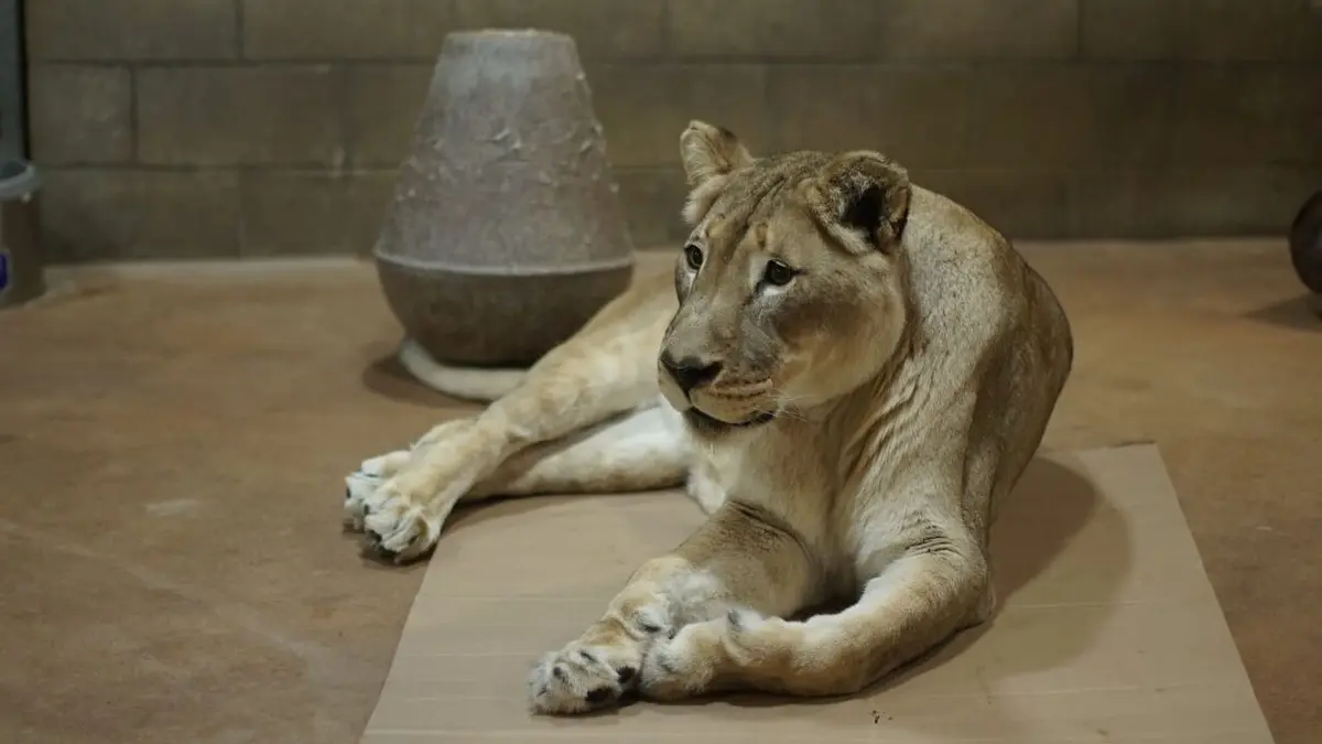 Le Zoo de San Diego La joie de Mabel
