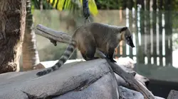 Le Zoo de San Diego Guépard en fuite