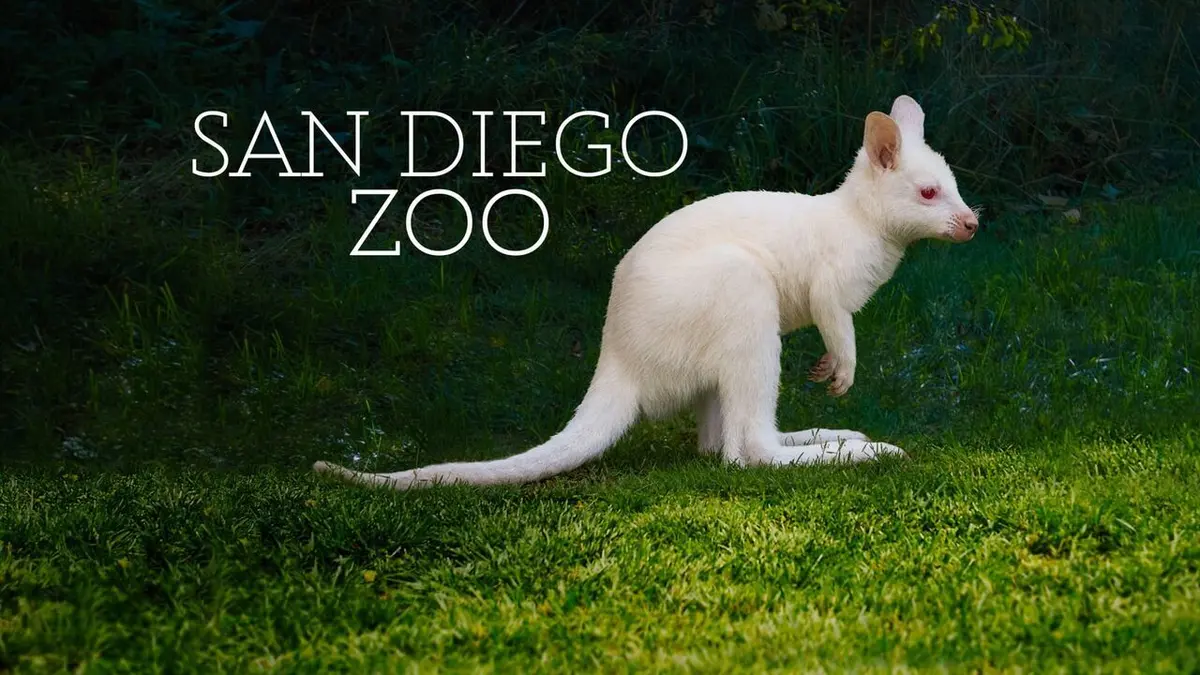 Le Zoo de San Diego Bébé wallaby