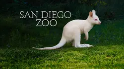 Le Zoo de San Diego Bébé wallaby