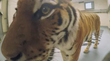 Abigail l'incroyable