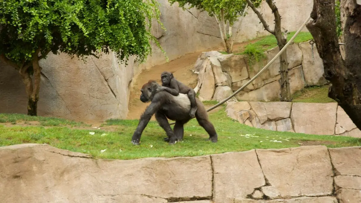 Le zoo de San Diego Bienvenue chez nous