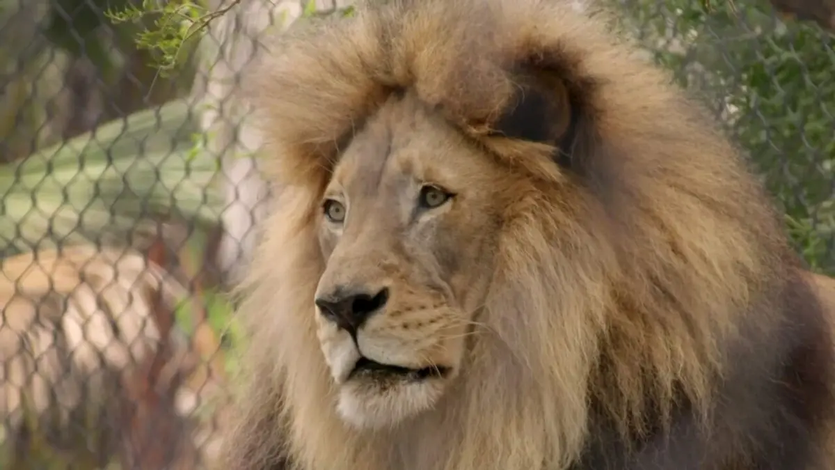 Le zoo de San Diego Histoire de lions