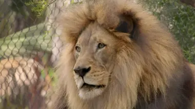 Histoire de lions