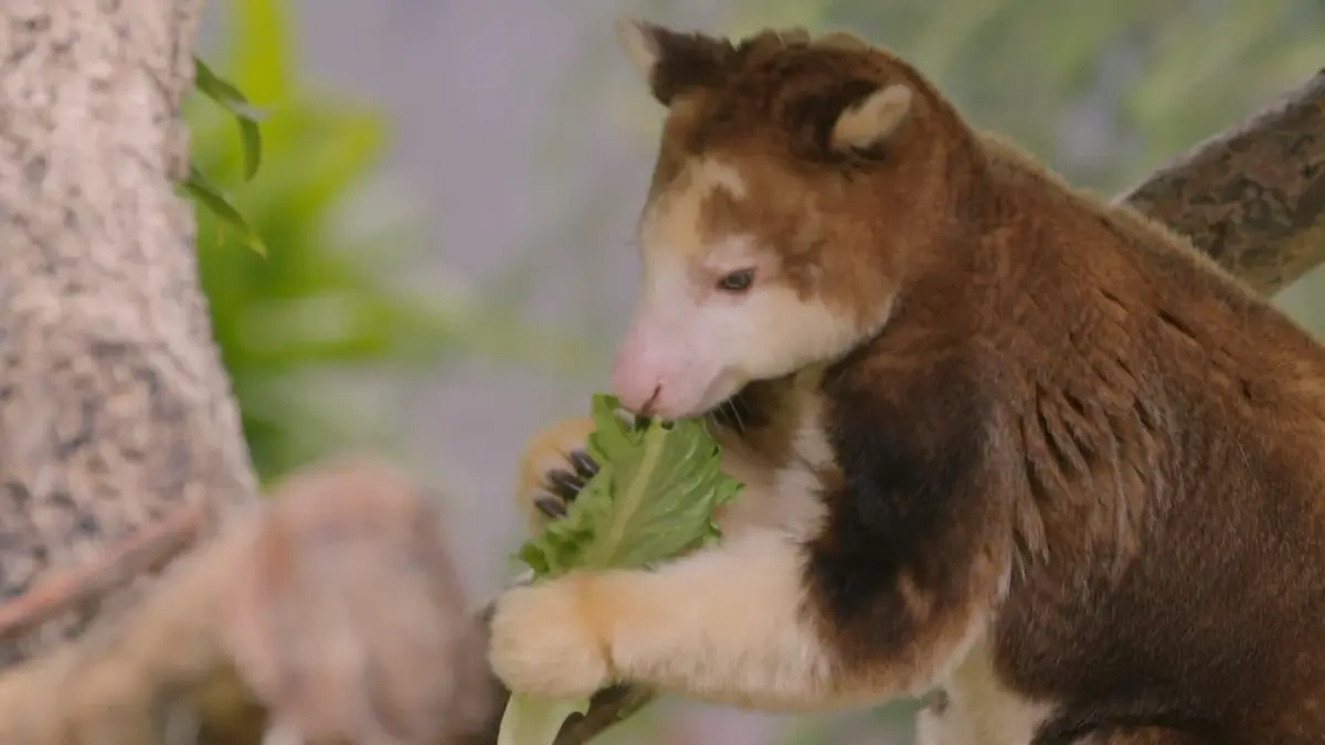 Le zoo de San Diego C'est l'histoire d'un Mek