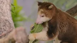 Visuel de Le zoo de San Diego