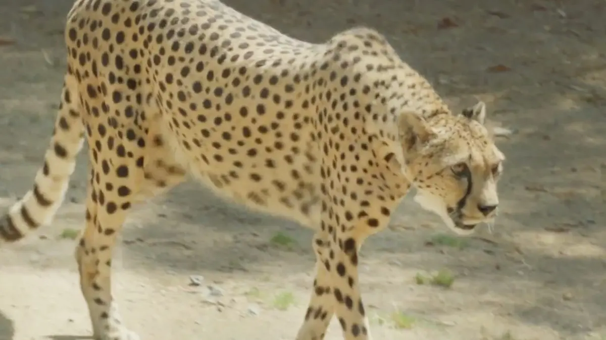 Le Zoo de San Diego Guépard en fuite