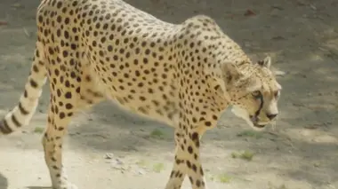 Guépard en fuite