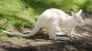 Bébé wallaby
