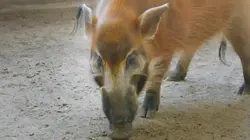 Visuel de Le Zoo de San Diego