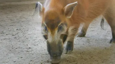 Potamochère et gazelle