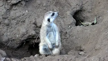 Le zoo de San Diego