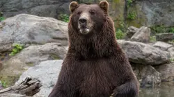 Le zoo du Bronx A prendre avec soin