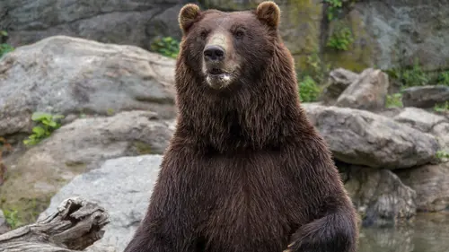 Le zoo du Bronx A prendre avec soin