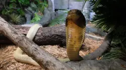 Visuel de Le zoo du Bronx