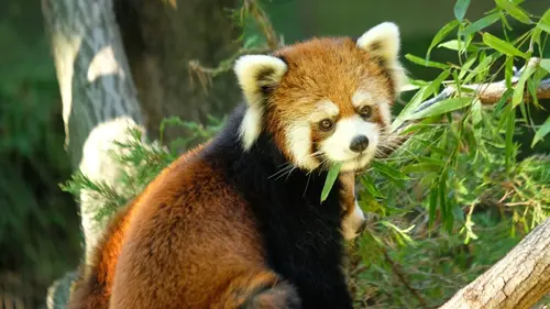 Le zoo du Bronx Bébé miracle