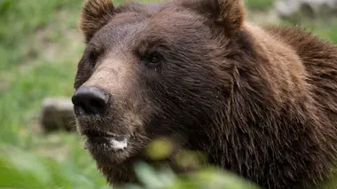 Les ours dans tous leurs états