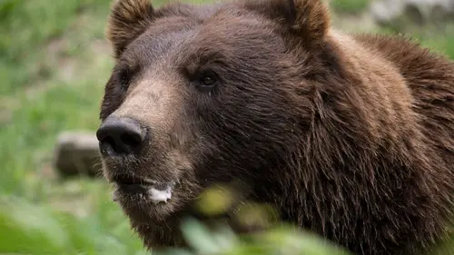 Le zoo du Bronx Les ours dans tous leurs états