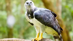 Visuel de Le zoo du Bronx