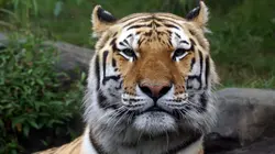 Le zoo du Bronx La danse du tigre