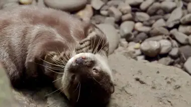 Loutre sous l'eau