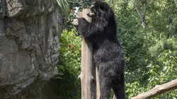 Visuel de Le zoo du Bronx