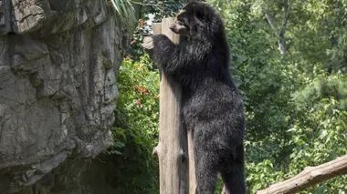Le retour de Bouba