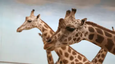 Une girafe à la ville