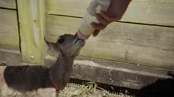 Visuel de Le zoo du Bronx