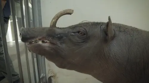 Le zoo du Bronx Chiens errants
