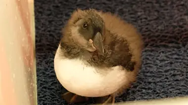 Oeuf rare