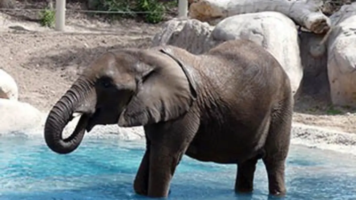 Le zoo du Bronx S01E07 Episode 7