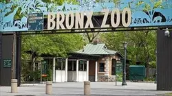 Visuel de Le zoo du Bronx