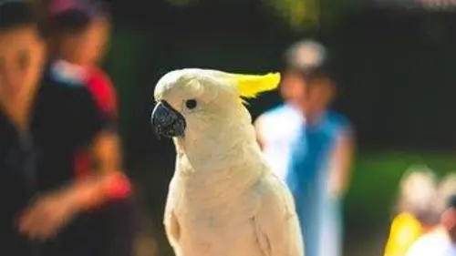 Le zoo du Bronx S01E06 Un programme novateur