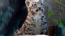 Visuel de Le zoo du Bronx