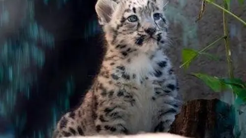 Le zoo du Bronx S01E04 Une star est née