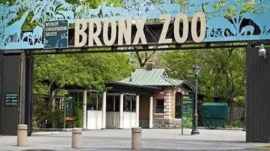 Les ours dans tous leurs états