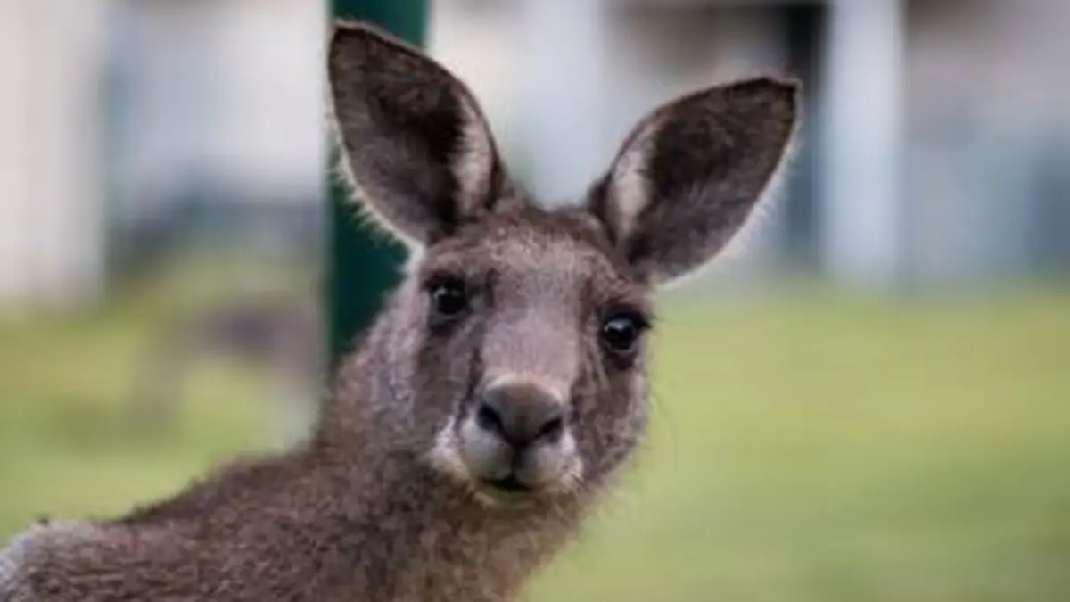 Le zoo du Bronx S02E04 Dave le kangourou