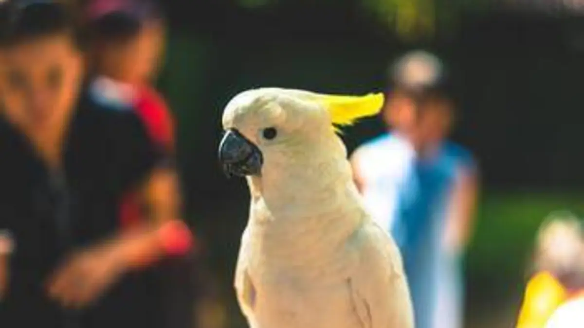 Le zoo du Bronx S02E06 Confiance d'éléphant