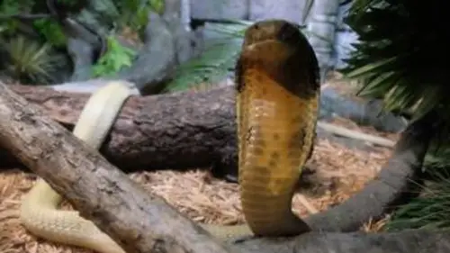 Le zoo du Bronx S01E07 Un abri très spécial