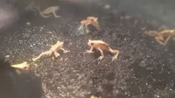 Visuel de Le zoo du Bronx