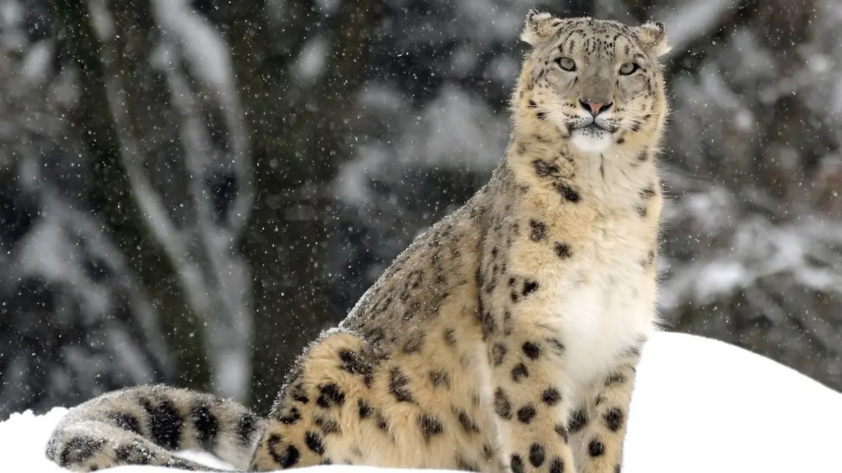 Le zoo du Bronx S02E01 Bébé miracle