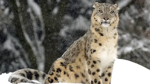 Le zoo du Bronx S02E01 Bébé miracle