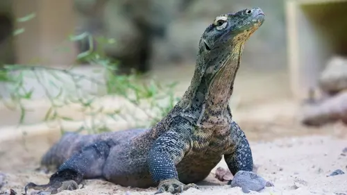 Le zoo du Bronx S02E07 Dressage de dragons