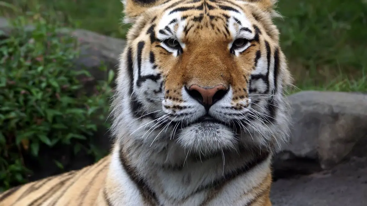 Audiences TV : Le zoo du Bronx