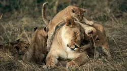 Legacy, notre héritage