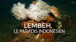 Sur Ushuaïa TV à 20h50 : Lembeh, le paradis indonésien
